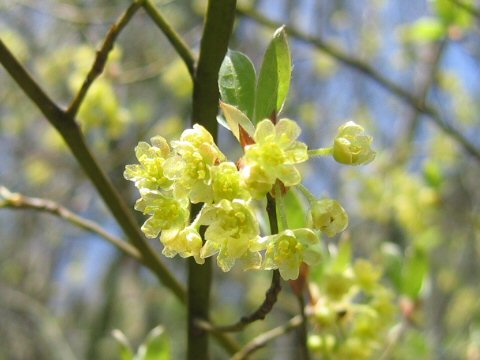 Lindera umbellata