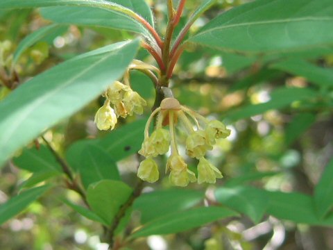 Lindera umbellata