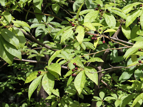 Lindera umbellata