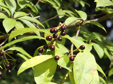 Lindera umbellata