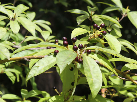 Lindera umbellata