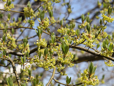 Lindera umbellata