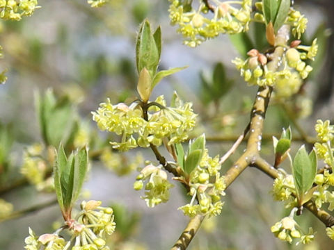 Lindera umbellata