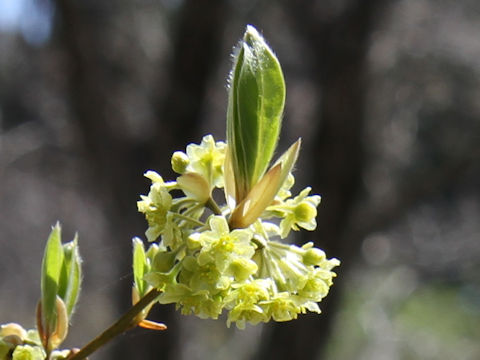 Lindera umbellata