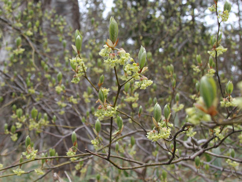 Lindera umbellata