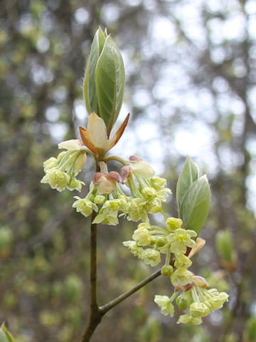 Lindera umbellata