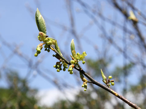 Lindera umbellata