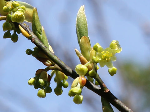 Lindera umbellata