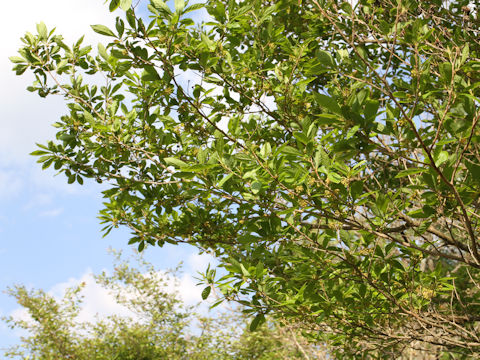 Lindera umbellata