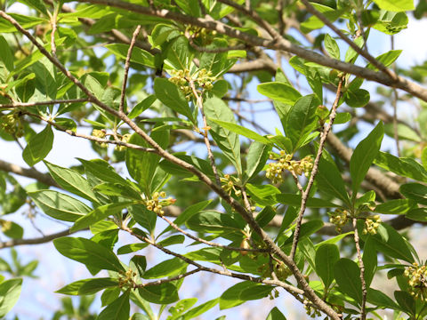 Lindera umbellata