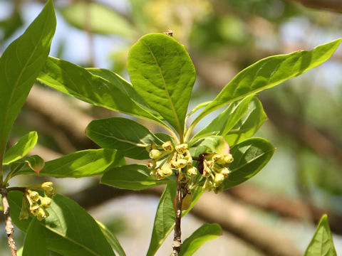 Lindera umbellata