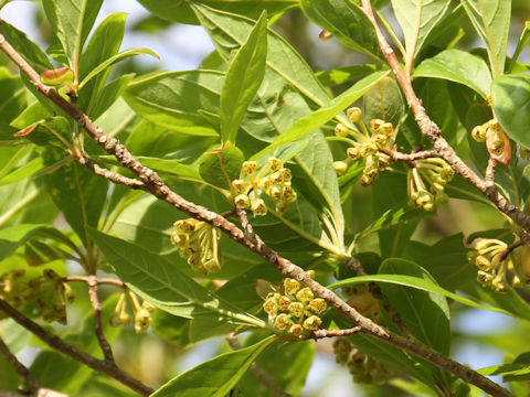 Lindera umbellata