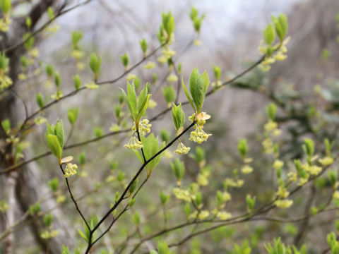 Lindera umbellata