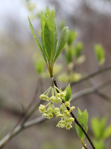 Lindera umbellata