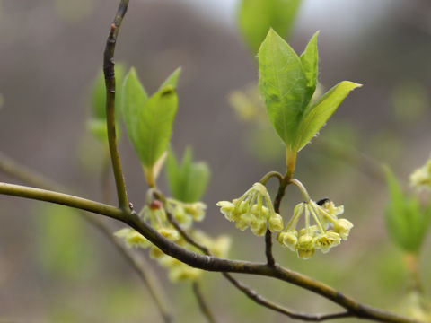 Lindera umbellata