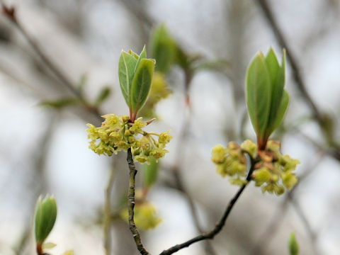 Lindera umbellata