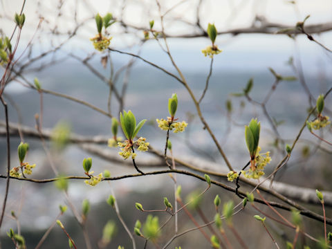 Lindera umbellata