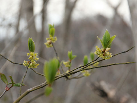 Lindera umbellata