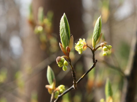 Lindera umbellata