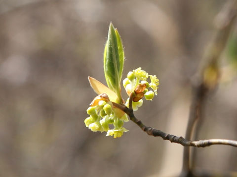 Lindera umbellata