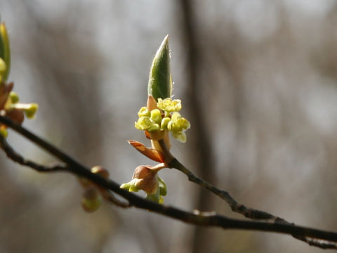 Lindera umbellata