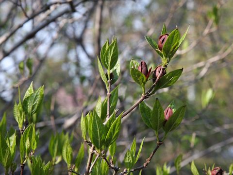 Calycanthus floridus