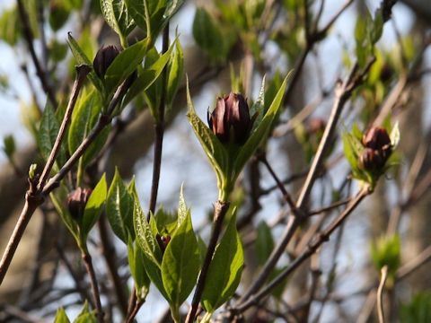 Calycanthus floridus