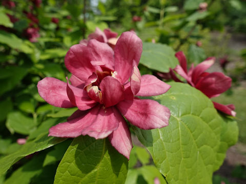 Calycanthus floridus