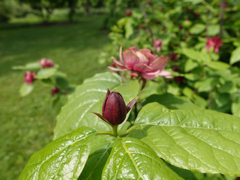 Calycanthus floridus