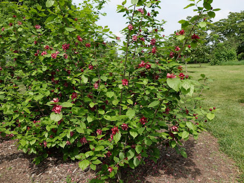 Calycanthus floridus