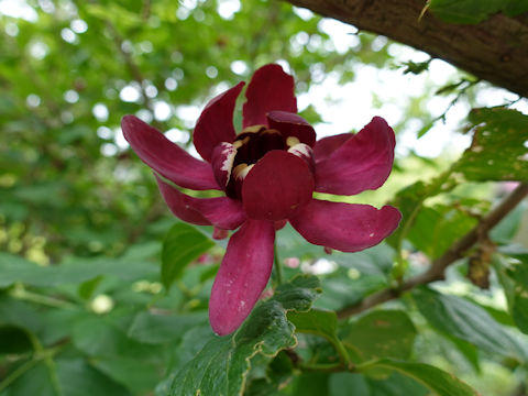 Calycanthus floridus