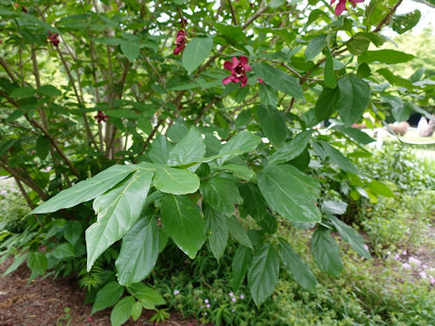 Calycanthus floridus