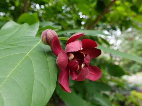 Calycanthus floridus