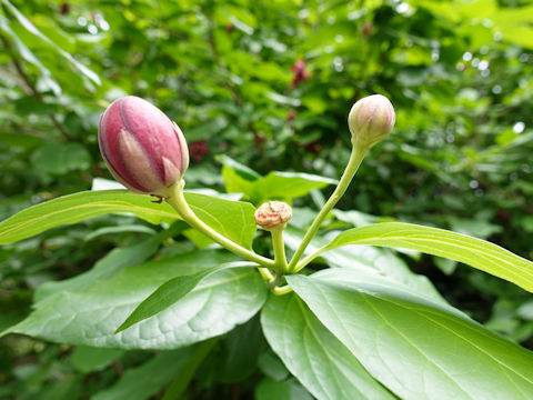 Calycanthus floridus