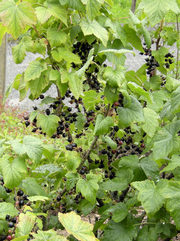 Ribes nigrum