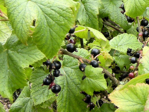 Ribes nigrum