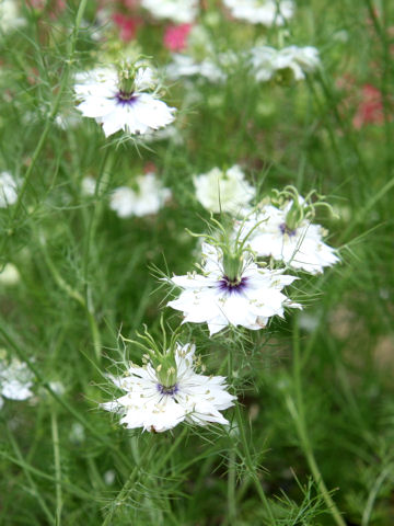 Nigella damascena