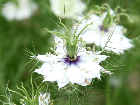 Nigella damascena