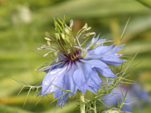 Nigella damascena