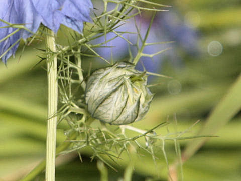 Nigella damascena