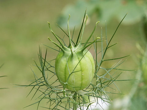 Nigella damascena