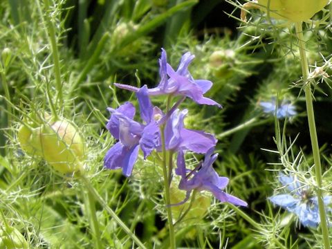 Nigella damascena