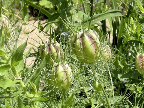 Nigella damascena