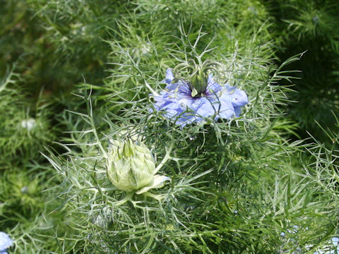 Nigella damascena