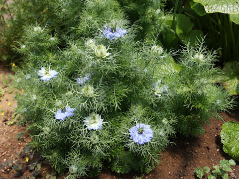 Nigella damascena