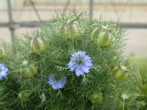 Nigella damascena