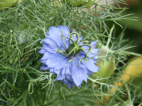 Nigella damascena