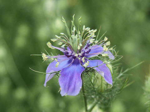 Nigella damascena cv. Blue Istanbul