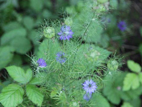 Nigella damascena