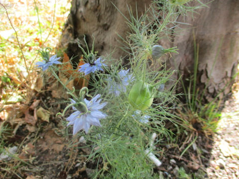 Nigella damascena